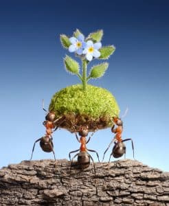les fourmis apportent un morceau de nature vivante à la roche vide. Des programmes fédéraux de protection des fourmis dans certains pays aident les forêts à survivre, avec un peu d'aide de petits amis